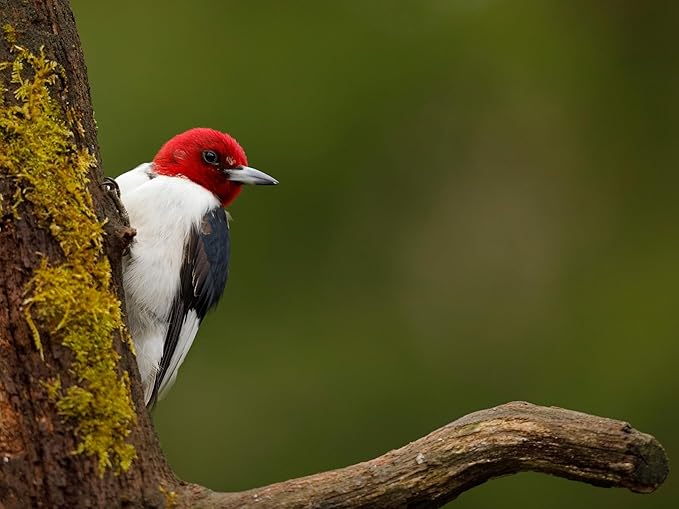 Birdseed Cylinders with Hole - Bird Seed for Outside Wild Birds (Small Cylinder, Redhead Special 2pc)