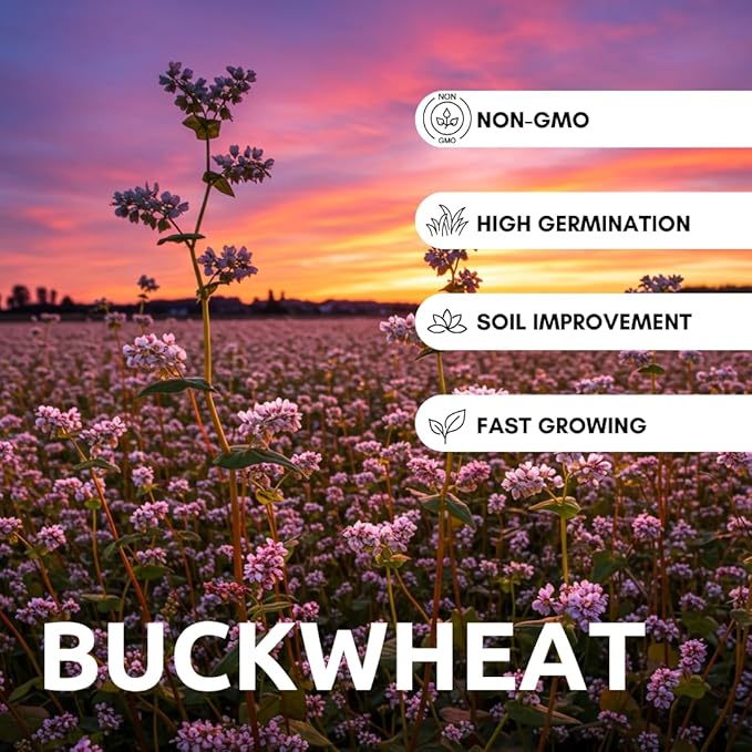 Buckwheat Seeds for Planting - Cover Crop, Grain, Bee Pasture, Pollinator, Wildlife Seed (1 Pound)