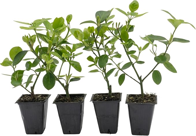 4 Manhattan Euonymus, Live Plants (Euonymus Kiautschovicus ‘Manhattan’) – Evergreen Shrub for Hedges, Thriving in 2.5” Nursery Cubes