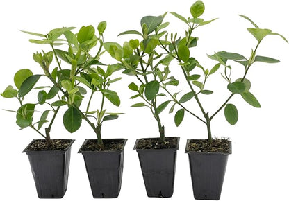 4 Manhattan Euonymus, Live Plants (Euonymus Kiautschovicus ‘Manhattan’) – Evergreen Shrub for Hedges, Thriving in 2.5” Nursery Cubes