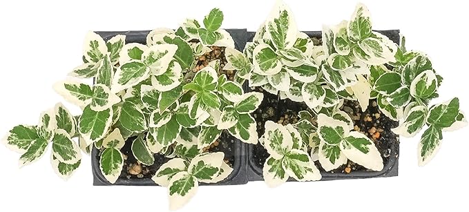 2 Emerald Gaiety Euonymus in 3.5" Nursery Cubes | Euonymus fortunei ‘Emerald Gaiety’ | Live Plants | Variegated Evergreen Shrub for Borders, Groundcover & Containers