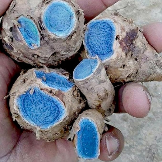 Premium Live Black Turmeric (Curcuma caesia) Plants - Rare Herbal Medicinal Plant, Perfect for Home Gardens (4 Black Turmeric Cups)
