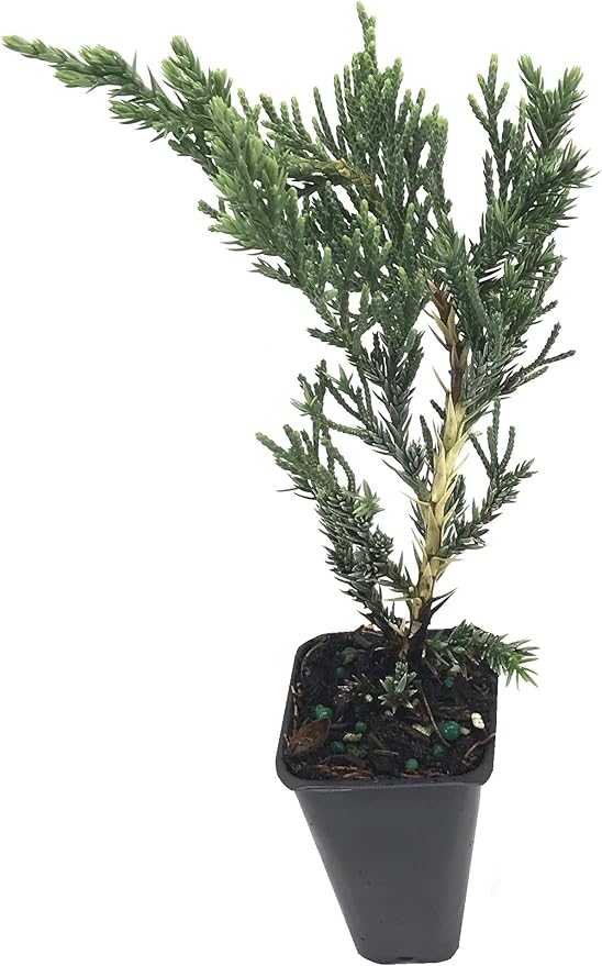 Juniper Parsoni - 40 Live Plants - Juniperus Squamata Expansa Parsons - Drought Tolerant Cold Hardy Evergreen Ground Cover