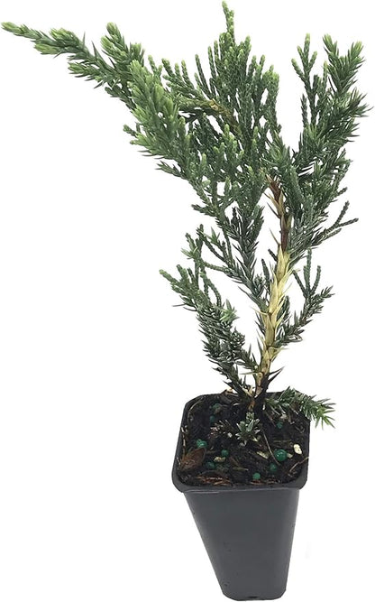 Juniper Parsoni - 30 Live Plants - Juniperus Squamata Expansa Parsons - Drought Tolerant Cold Hardy Evergreen Ground Cover