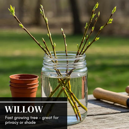 100 Hybrid Willow Trees - Fast Privacy Trees or Shade - Space 1-2 Feet Apart - Austree Willow Grow 6-10 Feet Per Year - Privacy Hedge