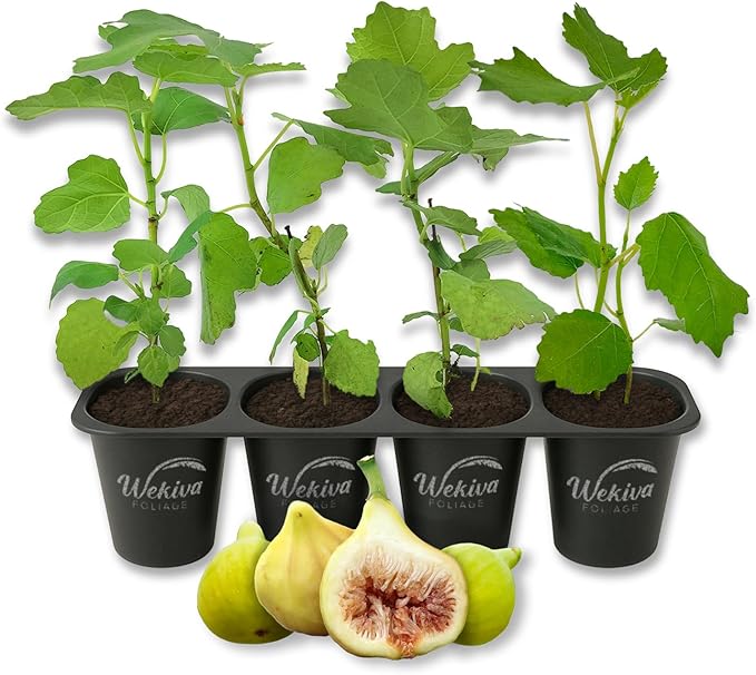 Yellow Long Neck Fig Tree - 4 Live Starter Plants - Ficus Carica - Edible Fruit Tree for The Patio and Garden