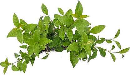3 Japanese Privet in 2.5" Nursery Cubes | Ligustrum japonicum | Evergreen Shrub for Hedges, Screens & Borders | Ready-to-Plant & Easy-to-Grow Outdoor Live Starter Plants