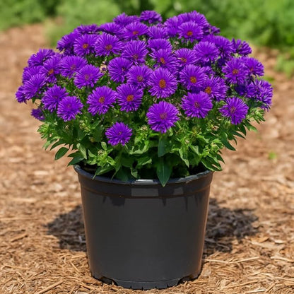 Perennial Farm Aster Novae-Angliae 'Grape Crush' (New England Aster) – Live Perennial in #1 Container, Deep Purple Blooms, Upright Habit, Pollinator Friendly, Great for Borders & Meadow Gardens