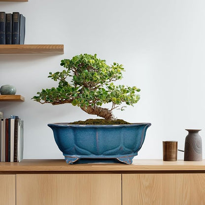 Bonsai Pots - 13.2 Inch Oval Ceramic Pots for Plants, Large Succulent Planter with Drainage Hole, Decorative Planters for Indoor Outdoor, Garden House Decor, Housewarming Gifts, Retro Blue