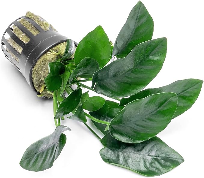 SubstrateSource Anubias Live Aquarium Plants - Potted Freshwater Plant for Fish Tanks, Terrariums - Beginner Friendly Low Light (Nana, 5 Pots)
