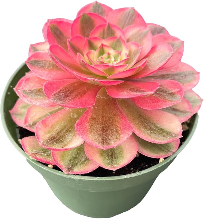 Live Succulent Plants Aeonium 'Halloweens' VAR., Easy Care Potted Succulents, Approx 4" D x 9" H, Indoor Houseplant, Unique Gifts, Home Office Décor