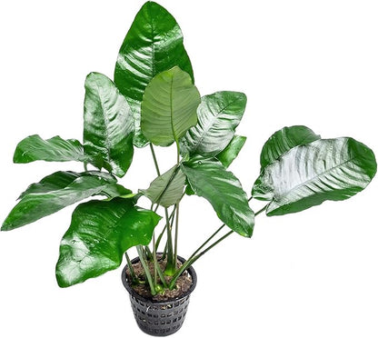 SubstrateSource Anubias Live Aquarium Plants - Potted Freshwater Plant for Fish Tanks, Terrariums - Beginner Friendly Low Light (Barteri, Mother Plant)