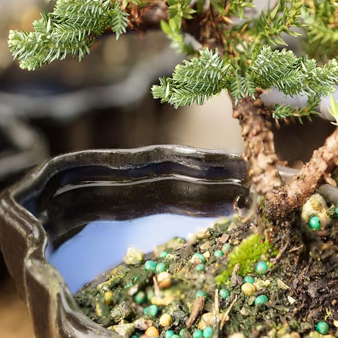Brussel's Bonsai Brussel's Green Mound Juniper Bonsai in Zen Reflections Pot, SMALL