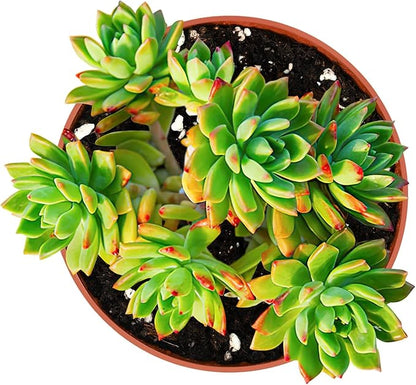 4-inch Succulent Sedeveria Markus, Live Succulents Plants Fully Rooted in Pots with Soil, Easy-Care House Plants for DIY, Home Office Decoration