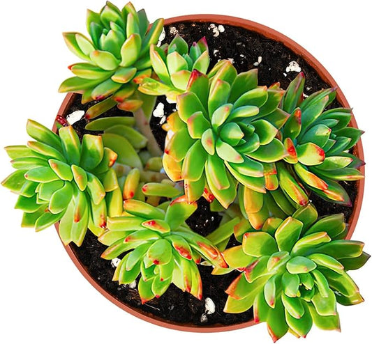 4-inch Succulent Sedeveria Markus, Live Succulents Plants Fully Rooted in Pots with Soil, Easy-Care House Plants for DIY, Home Office Decoration