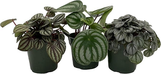 Peperomia Assortment - 3 Pack in 4" Pots