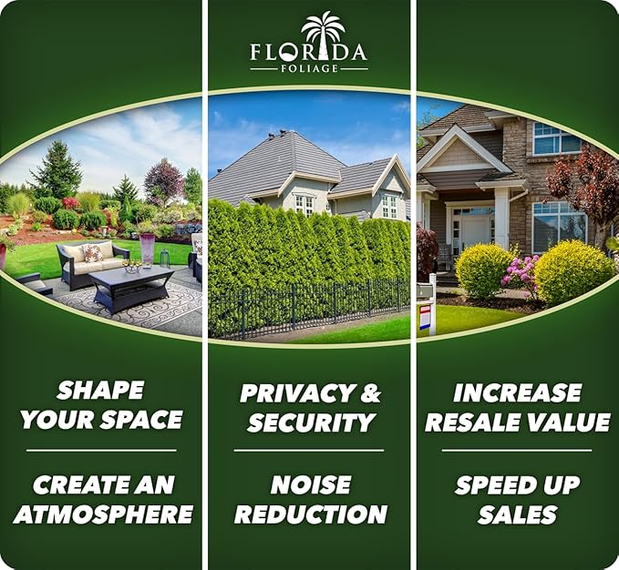 Podocarpus Japanese Yew | 3 Live Plants | Podocarpus Macrophyllus | Evergreen Shrub, Low Maintenance, Drought Tolerant, Privacy Screen Landscaping, Fast Growing, Ornamental Foliage