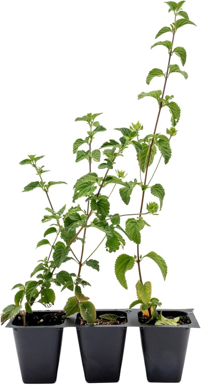 3 Lavender Lantana in 2.5” Nursery Cubes (Lantana montevidensis) | Evergreen Shrub for Hanging Baskets, Containers & Sunny Landscapes | Ready-to-Plant Live Starter Plants