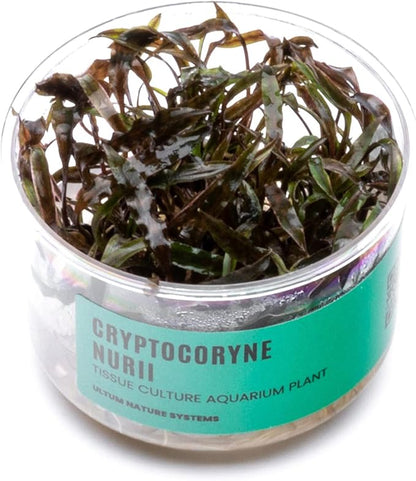 Ultum Nature Systems Cryptocoryne Nurii Tissue Culture Live Plant for Aquarium, Aquascape, Freshwater Fish Tanks - 100% Snail Free in Vitro