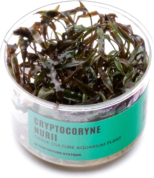 Ultum Nature Systems Cryptocoryne Nurii Tissue Culture Live Plant for Aquarium, Aquascape, Freshwater Fish Tanks - 100% Snail Free in Vitro