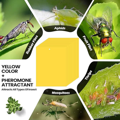 Qualirey 150 Pcs 6 x 8 Inch Sticky Traps for Gnats Dual Sided Fruit Fly Sticky Traps for Indoor and Outdoor Plant with Twist Ties and Plastic Holders for Flying Plant Insect, Fungus Gnats (Yellow)
