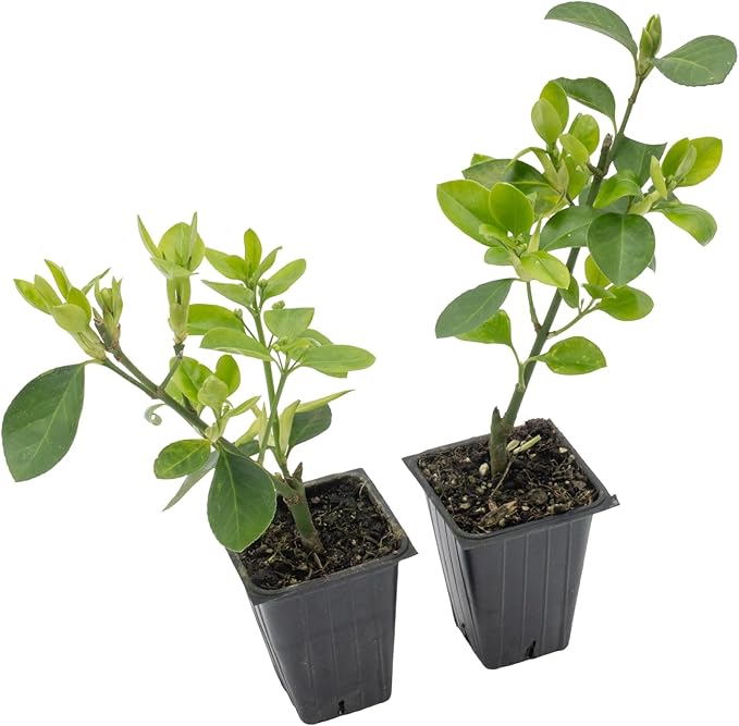 2 Live Manhattan Euonymus Plants (Euonymus Kiautschovicus ‘Manhattan’) – Evergreen Shrub for Hedges, Thriving in 2.5” Nursery Cubes