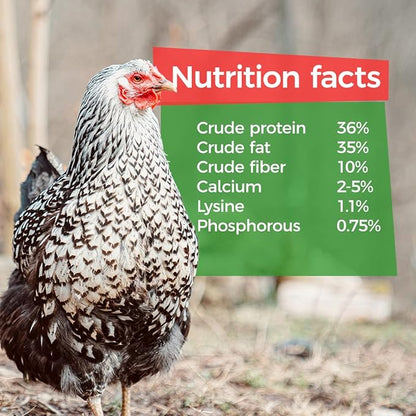GrubTerra Golden Dried Black Soldier Fly Larvae - Premium Supplement to Increase Egg Production for Hen Treats, Bird Feed, Chicken Feeder, Pet Bird Food, and Wildbird Feed, Never from China! (1lb)