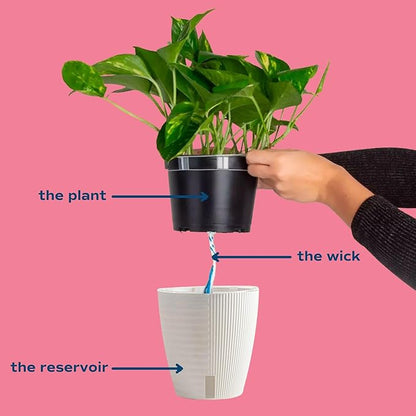 Costa Farms Green Galaxy Monstera, Rare Unique Live Indoor Plant in 6-Inch Self-Watering Houseplant Pot, Potting Soil, Trending Tropicals Collection, Room and Home Decor