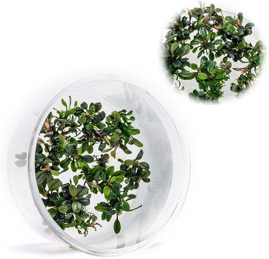 Ultum Nature Systems Live Tissue Culture - Bucephalandra Kedagang Round Mini - Easy Care - Low to Medium Light - Dark Green and Red Accent - Foreground - 100% Snail Free Grown in-Vitro - Small Cup
