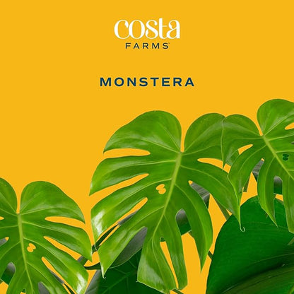 Costa Farms Monstera, Swiss Cheese Plant Live Plants in Decorative Pot,Large Indoor Houseplant, Perfect for Home, Room, or Office Decor, Great House Warming or Birthday Gift, 2-3 Feet Tall, Pack of 2