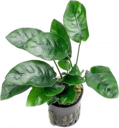 SubstrateSource Anubias Live Aquarium Plants - Potted Freshwater Plant for Fish Tanks, Terrariums - Beginner Friendly Low Light (Nana, 5 Pots)