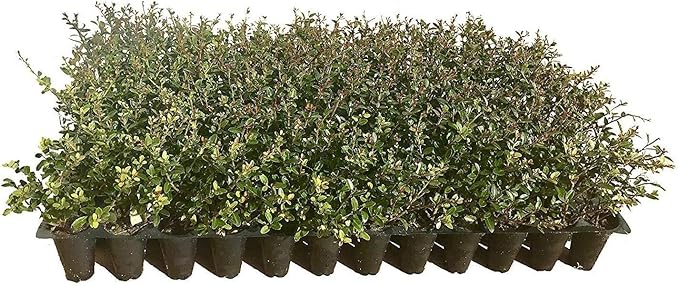 Dwarf Yaupon Holly | Ilex Schilling Stokes Vomitoria | 20 Live Plants | Drought Tolerant Low Maintenance Evergreen Hedge