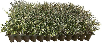 Dwarf Yaupon Holly | Ilex Schilling Stokes Vomitoria | 30 Live Plants | Drought Tolerant Low Maintenance Evergreen Hedge