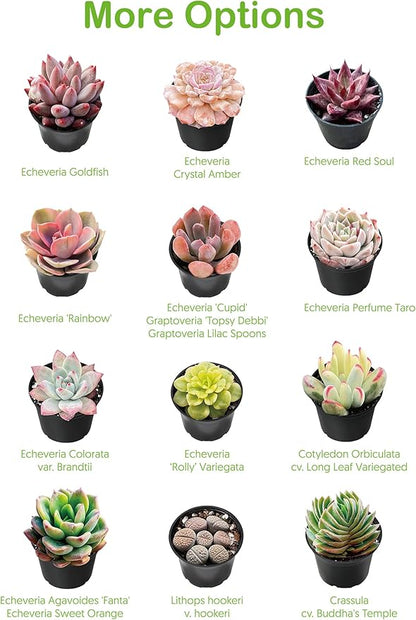 2" Live Succulent 'Trumpet Jade', Rare Succulent Plants Fully Rooted in Pots, Unique House Plant for DIY, Party Favor, Home Office Decoration