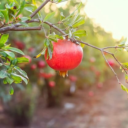 Wonderful Pomegranate 2 Gallon