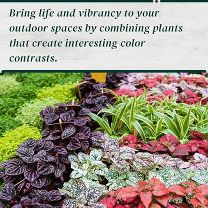 Polka Dot Plant (4-Pack) - Live Houseplants, Small Indoor Plants, Hypoestes Pink- Colorful, Air-Purifying House Plants