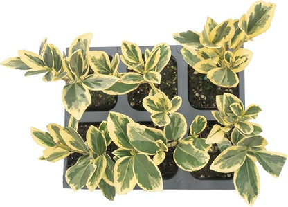 6 Silver King Euonymus, Live Plants – Euonymus Japonica – Hardy Variegated Evergreen Shrub in 2.5” Nursery Cubes – Low-Maintenance & Highly Adaptable for Landscaping