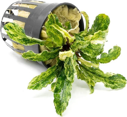 SubstrateSource Bucephalandra Variegated Green Wavy Marble Potted Live Aquarium Plant - Natural Freshwater Fish Tank Decorations, Aquatic Décor