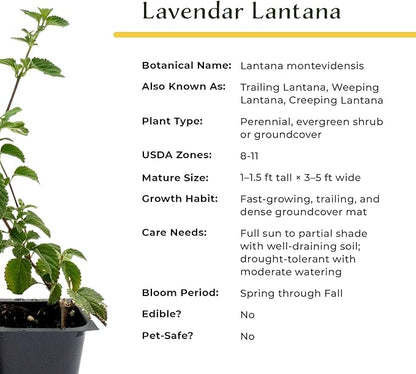 3 Lavender Lantana in 2.5” Nursery Cubes (Lantana montevidensis) | Evergreen Shrub for Hanging Baskets, Containers & Sunny Landscapes | Ready-to-Plant Live Starter Plants