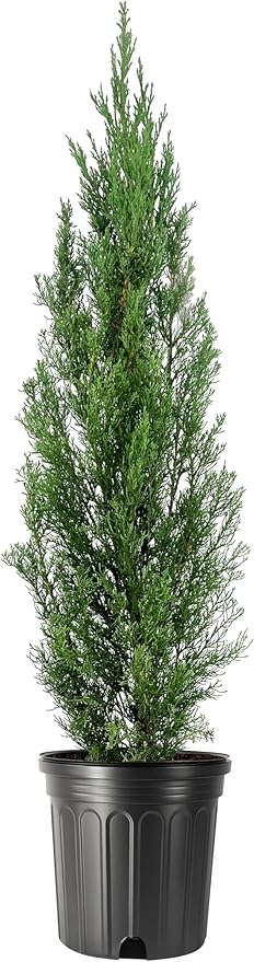 Italian Cypress | 1 Extra Large 3 Gallon Tree | Cupressus sempervirens | Narrow Evergreen Plants | Tall Privacy Landscaping | Upright Ornamental Outdoor Plant