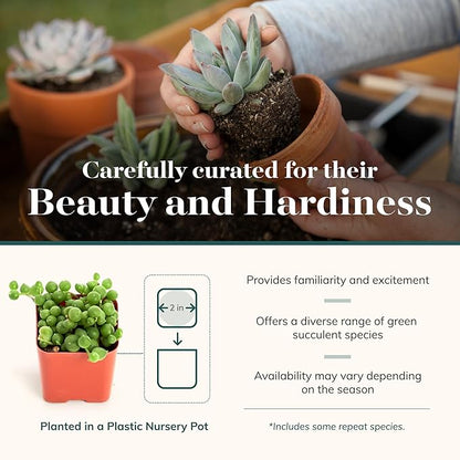 Shop Succulents | Verde Collection | Assortment of Hand Selected, Fully Rooted Live Indoor Green Succulent Plants, 4-Pack