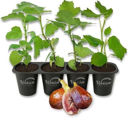 Olympian Fig Tree - 4 Live Starter Plants - Ficus Carica - Edible Fruit Tree for The Patio and Garden