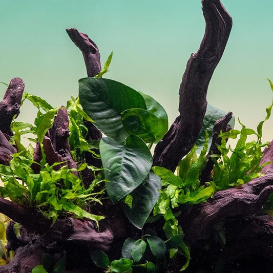 SubstrateSource Anubias Live Aquarium Plants - Potted Freshwater Plant for Fish Tanks, Terrariums - Beginner Friendly Low Light (Barteri Butterfly, 1 Pot)