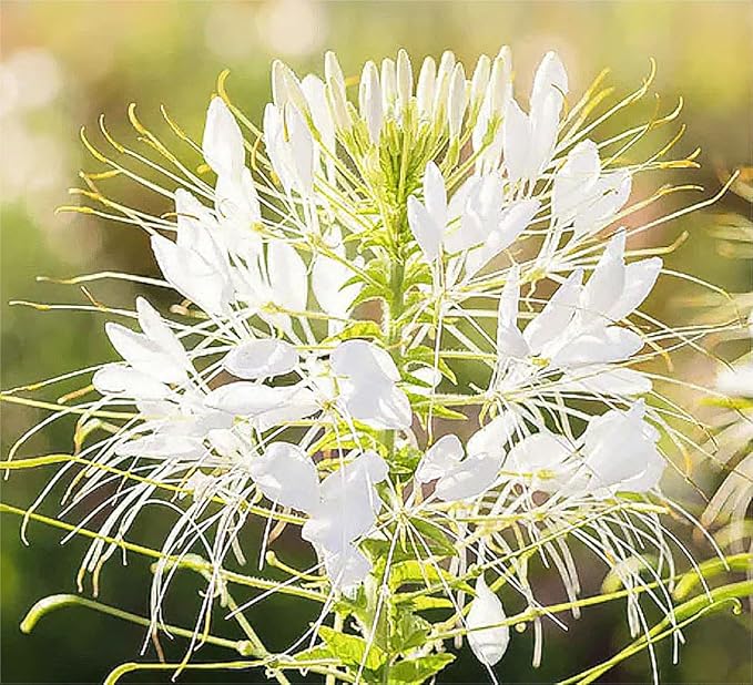 Pure White Cleome - White Queen Spider Plant Seeds - Nectar Flower for Monarch Butterflies - 1000 Seeds -