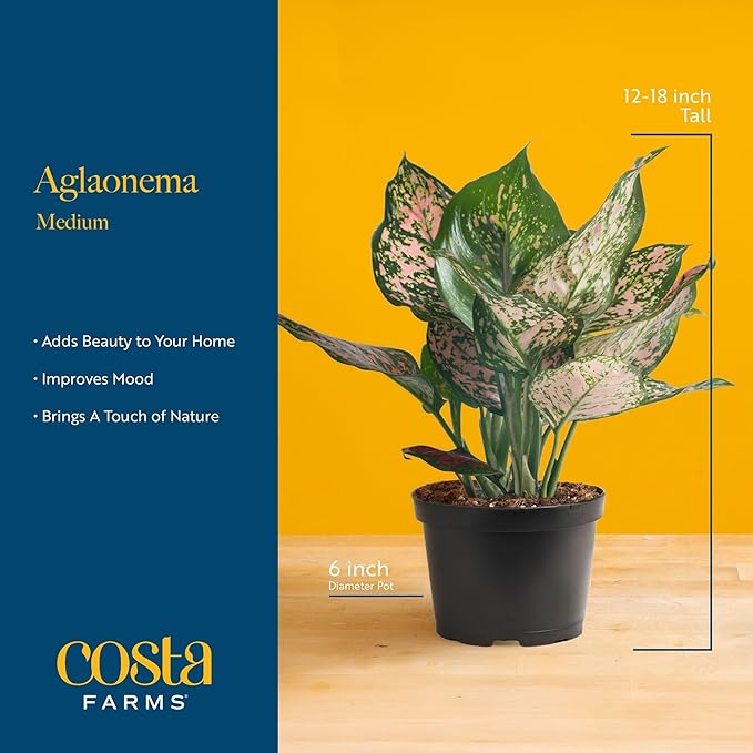 Costa Farms Chinese Evergreen, Red, Easy to Grow Live Indoor Plant Aglaonema, Houseplant Potted in Indoors Garden Plant Pot, Potting Soil Mix, Gift for New Home, Office, or Home Décor, 1-2 Feet Tall