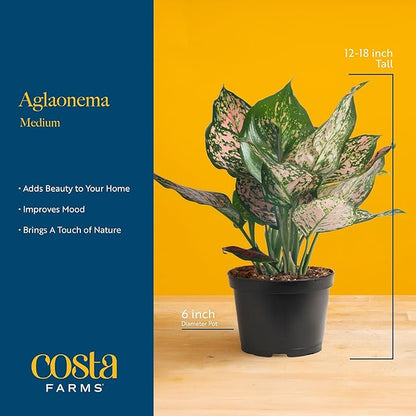 Costa Farms Chinese Evergreen, Red, Easy to Grow Live Indoor Plant Aglaonema, Houseplant Potted in Indoors Garden Plant Pot, Potting Soil Mix, Gift for New Home, Office, or Home Décor, 1-2 Feet Tall