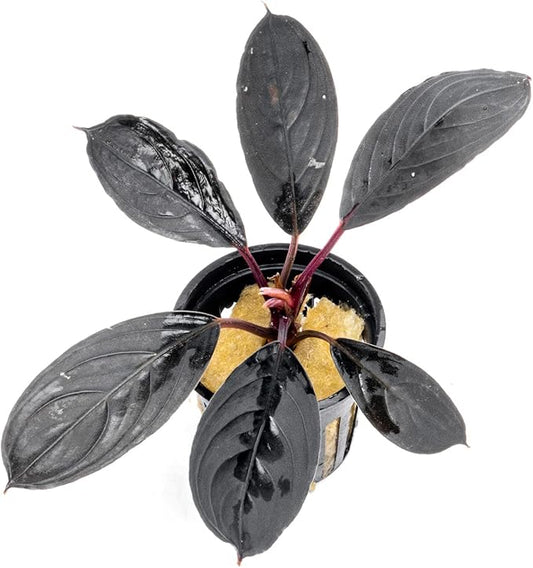 SubstrateSource Bucephalandra Dark Skeleton King Potted Live Aquarium Plant - Natural Freshwater Fish Tank Decorations and Aquatic Décor