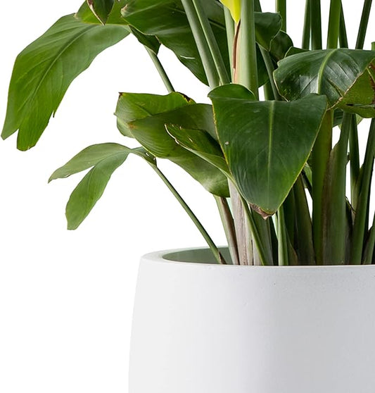 Kante 15.7" Dia Round Concrete Planter, Outdoor Indoor Garden Plant Pots with Drainage Hole and Rubber Plug, Modern Curvaceous Design, Pure White