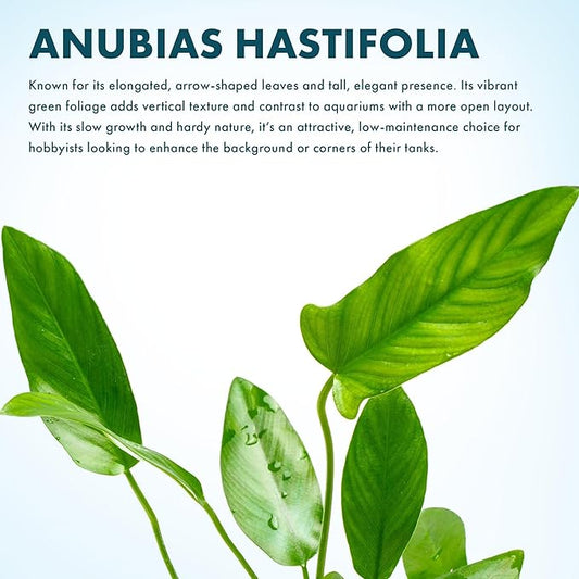 SubstrateSource Live Plants – Anubias Hastifolia (Anubias hastifolia) – Low to Moderate Light, Medium to Dark Green Arrow-Shaped Leaves, Midground to Background Tank Placement - Pot, 3 Pack