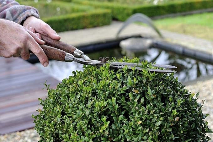 Winter Gem Boxwood | 1 Live 4 Inch Pot | Buxus Microphylla Japonica | Fast Growing Cold Hardy Formal Evergreen Shrub